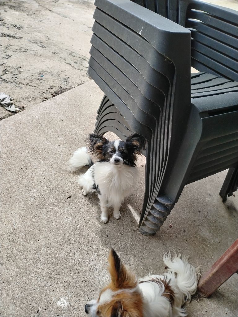 Des Doudous De La Grave - Chiot disponible  - Epagneul nain Continental (Papillon)