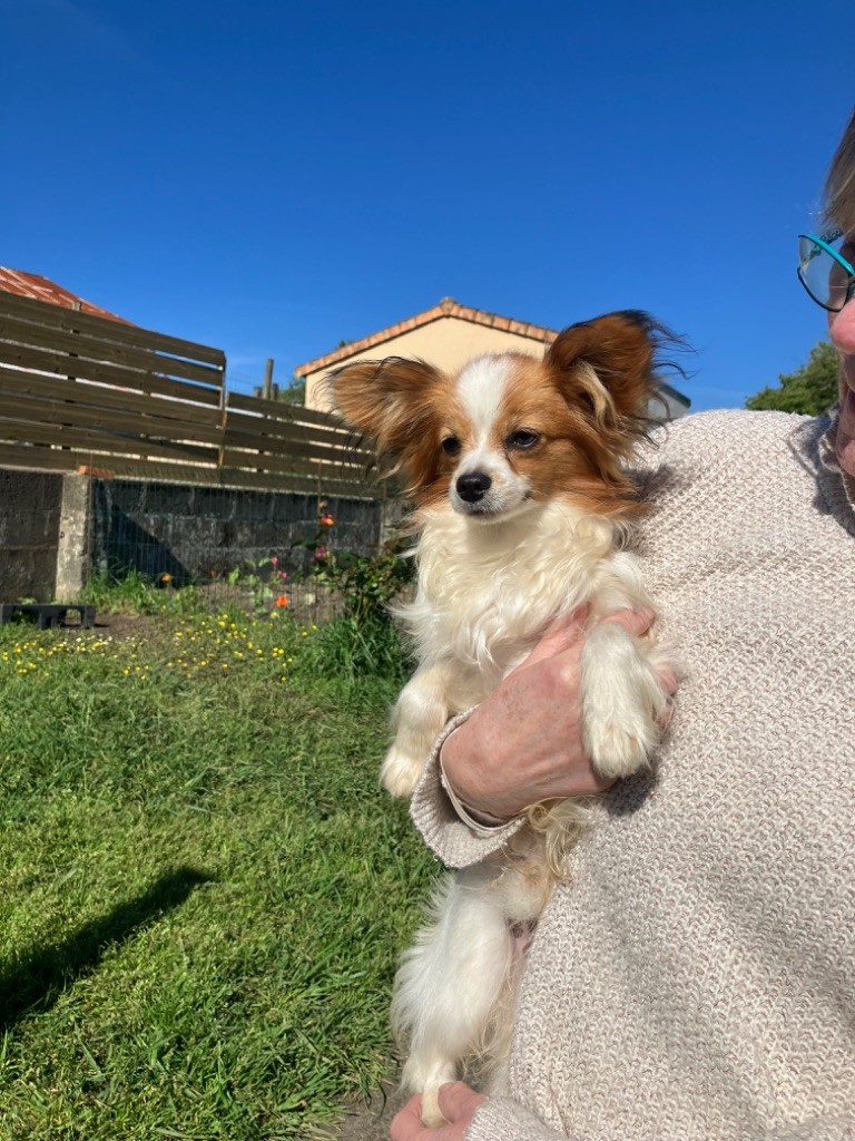 Des Doudous De La Grave - Chiots disponibles - Epagneul nain Continental (Papillon)