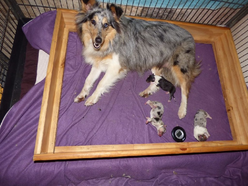 Des Doudous De La Grave - Shetland Sheepdog - Portée née le 09/11/2016
